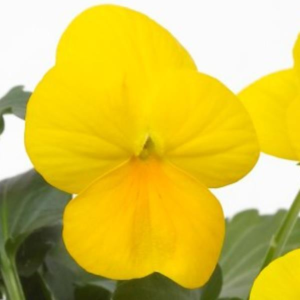 Viola Vibrante Yellow